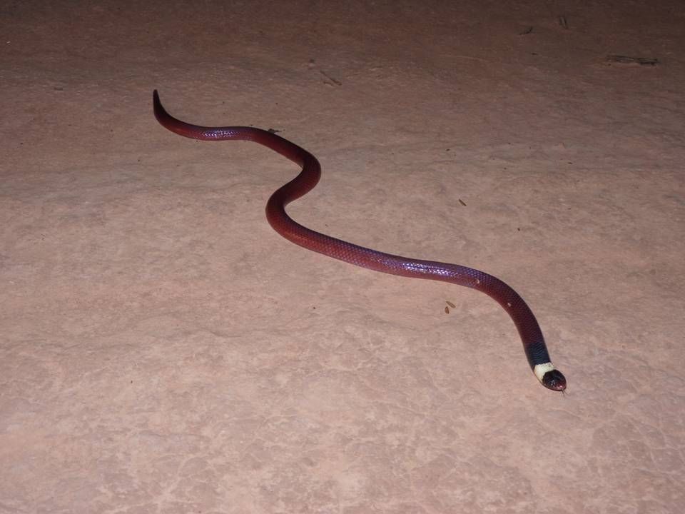 FIGURE 2 FIGURE 2